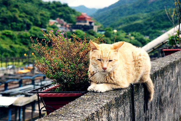 На Тайване запретят есть кошек и собак