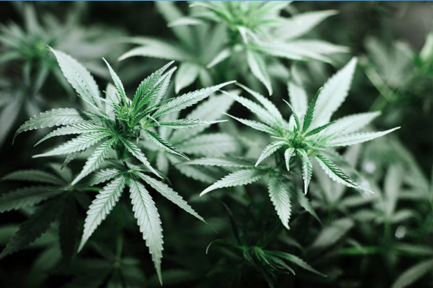 Польше легализовали марихуану поля конопли в амурской области