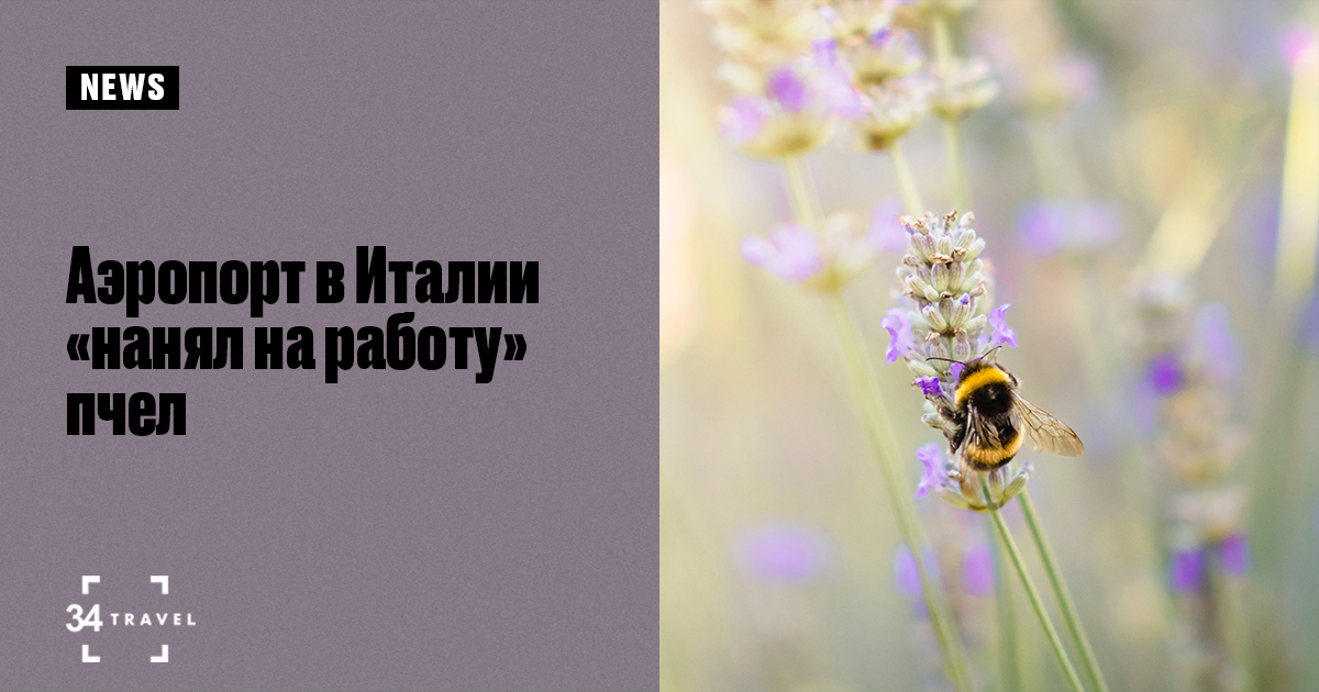 Аэропорт в Италии «нанял на работу» пчел