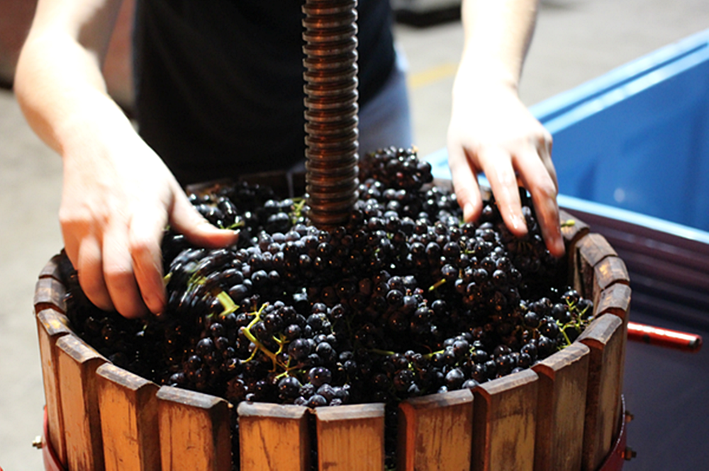Производство вина из винограда. Мезга вино. Виноград для вина. Сусло из винограда. Виноградное вино.